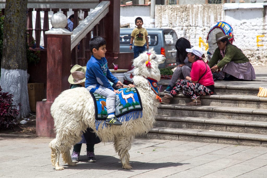 Peruanisches Kind sitzt auf weißem Alpaka