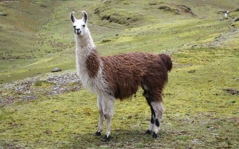 ein braun-weißes Lama